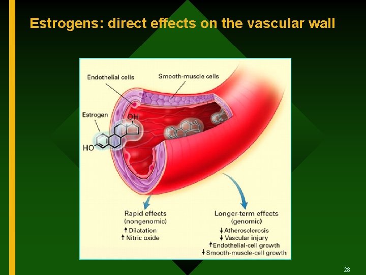 Estrogens: direct effects on the vascular wall 28 