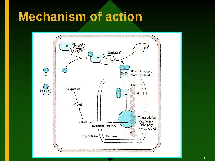 Mechanism of action 4 