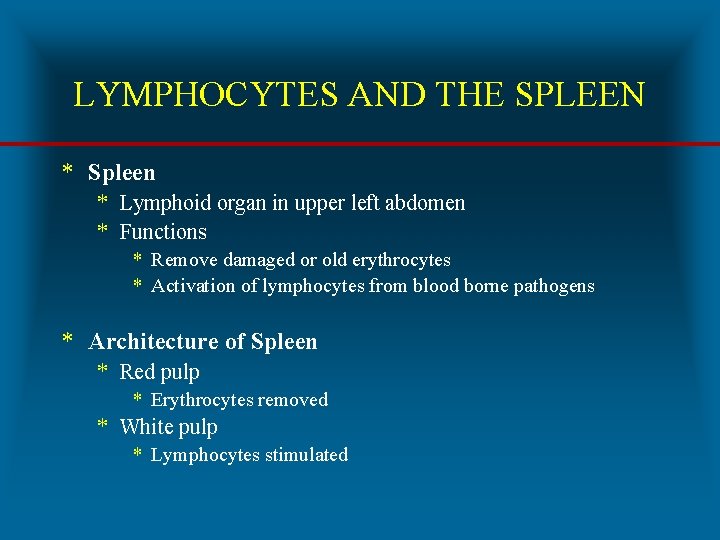 LYMPHOCYTES AND THE SPLEEN * Spleen * Lymphoid organ in upper left abdomen *