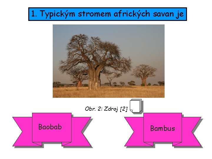 1. Typickým stromem afrických savan je Obr. 2: Zdroj [2] Baobab Bambus 
