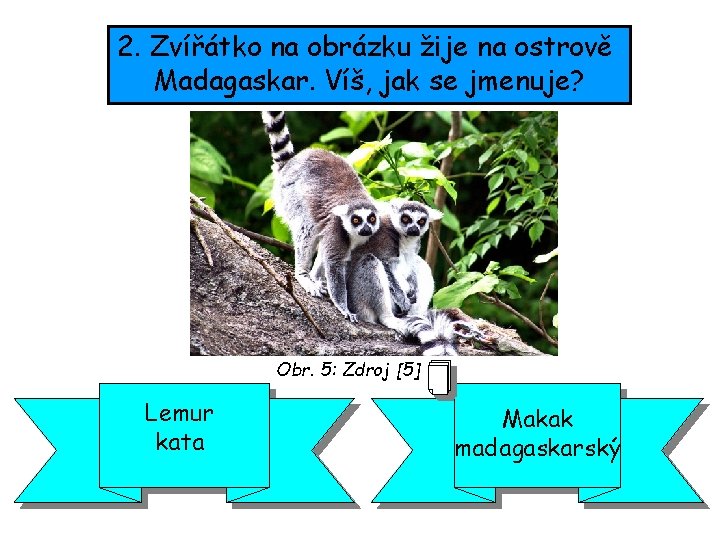 2. Zvířátko na obrázku žije na ostrově Madagaskar. Víš, jak se jmenuje? Obr. 5: