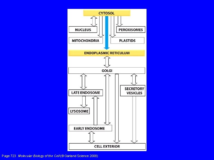 Page 723 Molecular Biology of the Cell (© Garland Science 2008) 