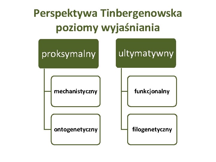 Perspektywa Tinbergenowska poziomy wyjaśniania proksymalny ultymatywny mechanistyczny funkcjonalny ontogenetyczny filogenetyczny 