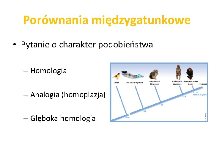 Porównania międzygatunkowe • Pytanie o charakter podobieństwa – Homologia – Analogia (homoplazja) – Głęboka