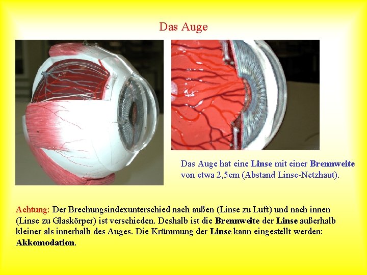 Das Auge hat eine Linse mit einer Brennweite von etwa 2, 5 cm (Abstand