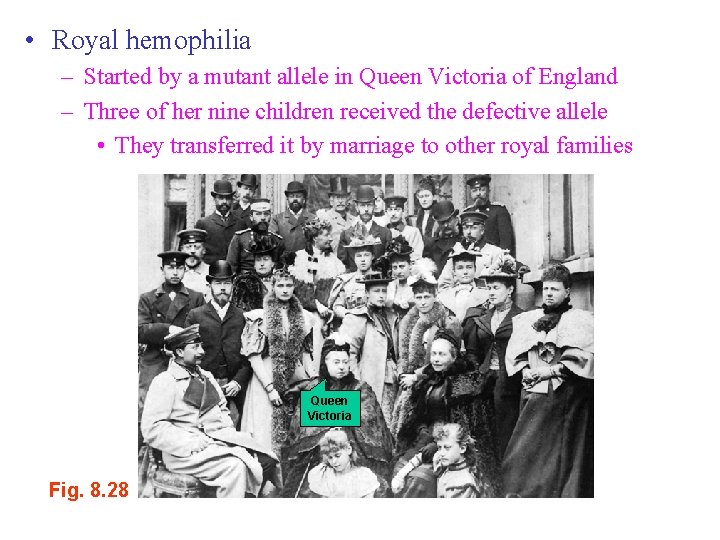  • Royal hemophilia – Started by a mutant allele in Queen Victoria of