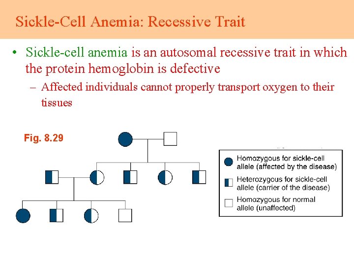 Sickle-Cell Anemia: Recessive Trait • Sickle-cell anemia is an autosomal recessive trait in which