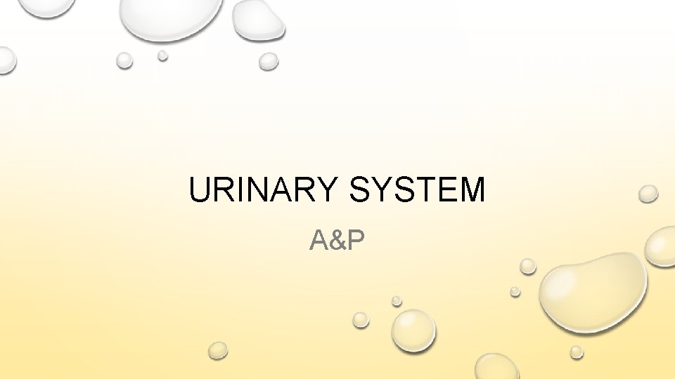 URINARY SYSTEM A&P 