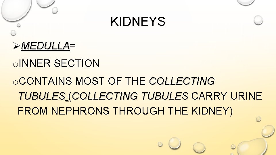 KIDNEYS ØMEDULLA= MEDULLA o. INNER SECTION o. CONTAINS MOST OF THE COLLECTING TUBULES (COLLECTING