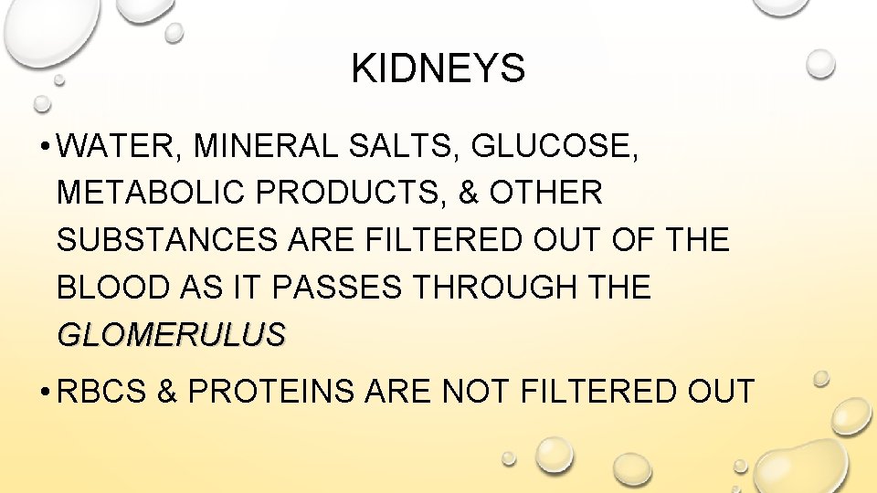 KIDNEYS • WATER, MINERAL SALTS, GLUCOSE, METABOLIC PRODUCTS, & OTHER SUBSTANCES ARE FILTERED OUT