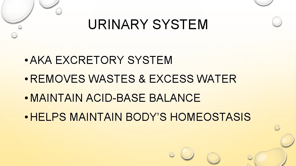 URINARY SYSTEM • AKA EXCRETORY SYSTEM • REMOVES WASTES & EXCESS WATER • MAINTAIN