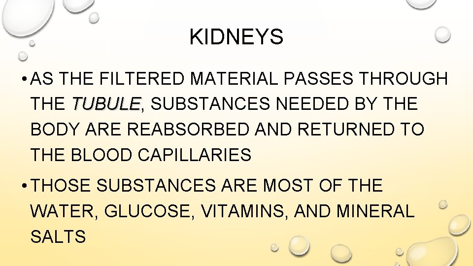 KIDNEYS • AS THE FILTERED MATERIAL PASSES THROUGH THE TUBULE, TUBULE SUBSTANCES NEEDED BY