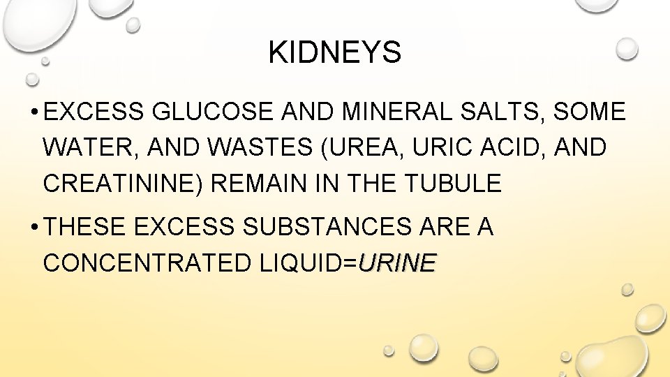 KIDNEYS • EXCESS GLUCOSE AND MINERAL SALTS, SOME WATER, AND WASTES (UREA, URIC ACID,