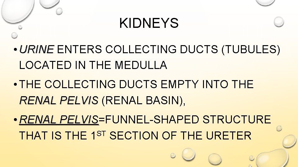 KIDNEYS • URINE ENTERS COLLECTING DUCTS (TUBULES) LOCATED IN THE MEDULLA • THE COLLECTING