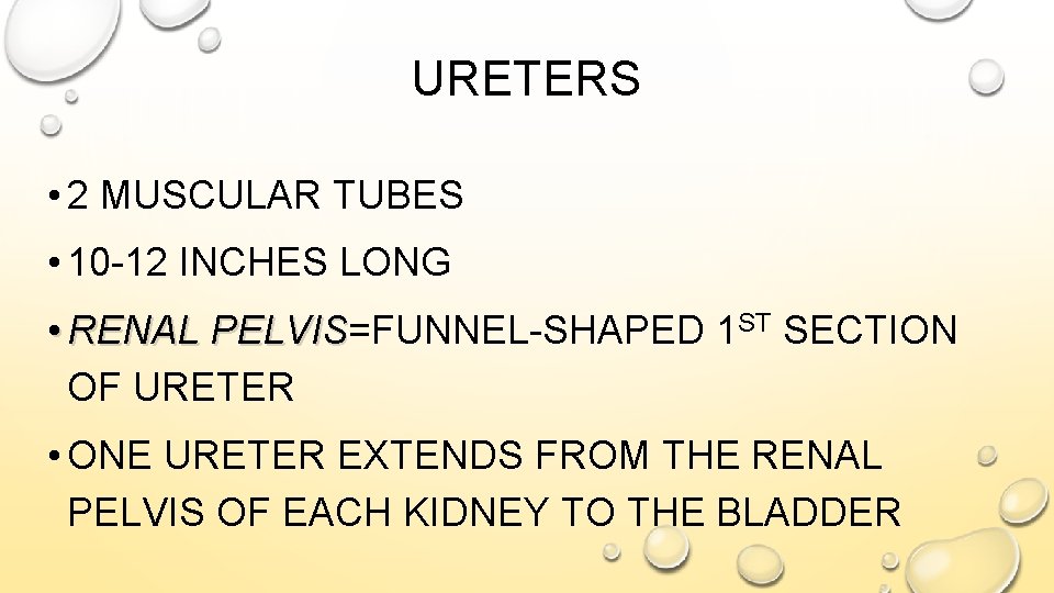 URETERS • 2 MUSCULAR TUBES • 10 -12 INCHES LONG • RENAL PELVIS=FUNNEL-SHAPED 1