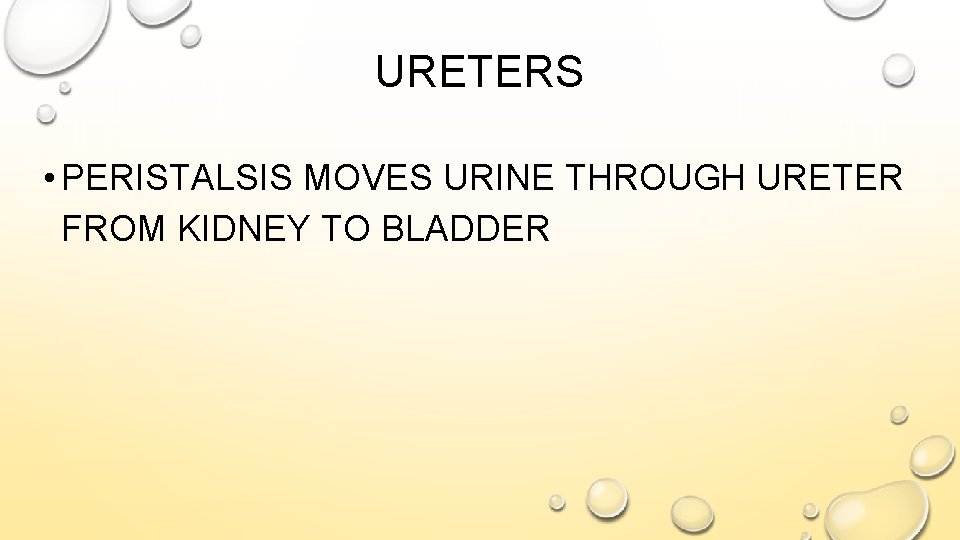 URETERS • PERISTALSIS MOVES URINE THROUGH URETER FROM KIDNEY TO BLADDER 