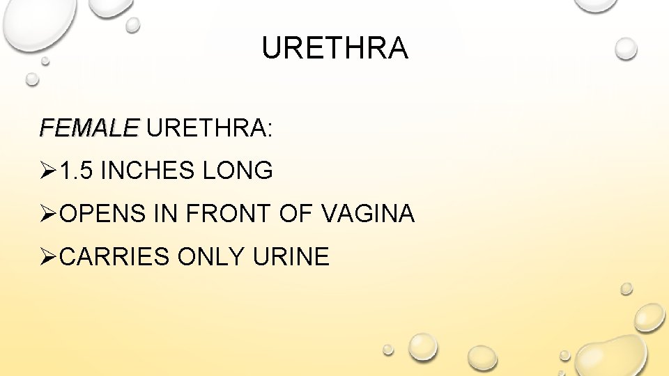 URETHRA FEMALE URETHRA: Ø 1. 5 INCHES LONG ØOPENS IN FRONT OF VAGINA ØCARRIES