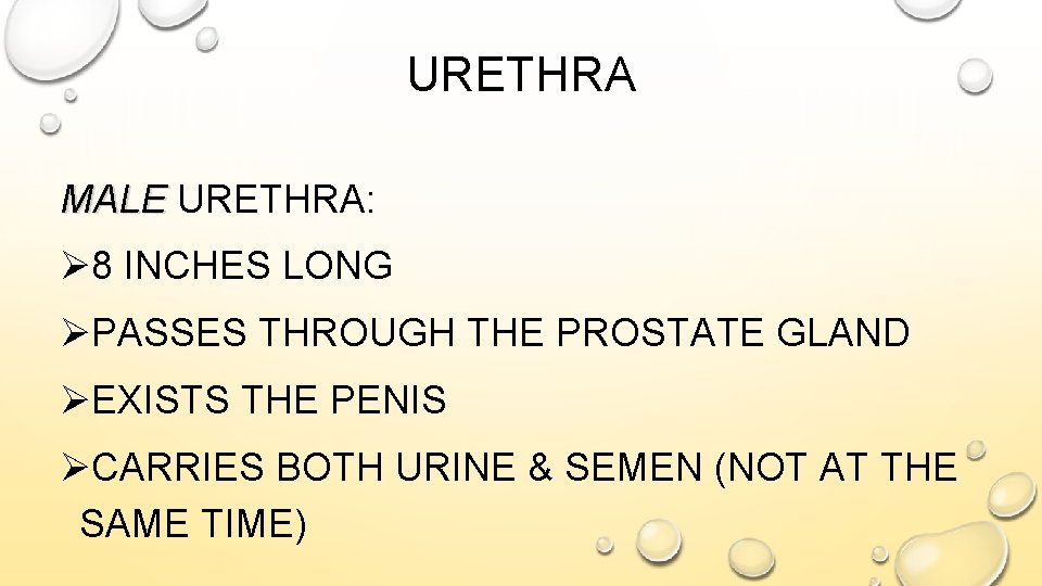 URETHRA MALE URETHRA: Ø 8 INCHES LONG ØPASSES THROUGH THE PROSTATE GLAND ØEXISTS THE