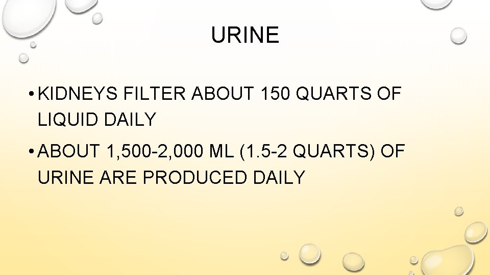 URINE • KIDNEYS FILTER ABOUT 150 QUARTS OF LIQUID DAILY • ABOUT 1, 500