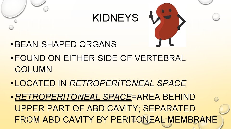 KIDNEYS • BEAN-SHAPED ORGANS • FOUND ON EITHER SIDE OF VERTEBRAL COLUMN • LOCATED