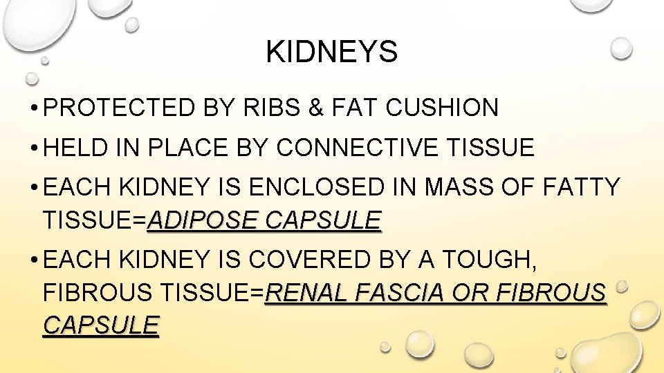 KIDNEYS • PROTECTED BY RIBS & FAT CUSHION • HELD IN PLACE BY CONNECTIVE