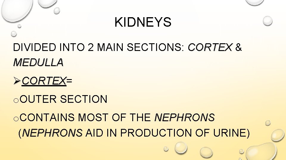 KIDNEYS DIVIDED INTO 2 MAIN SECTIONS: CORTEX & MEDULLA ØCORTEX= CORTEX o. OUTER SECTION