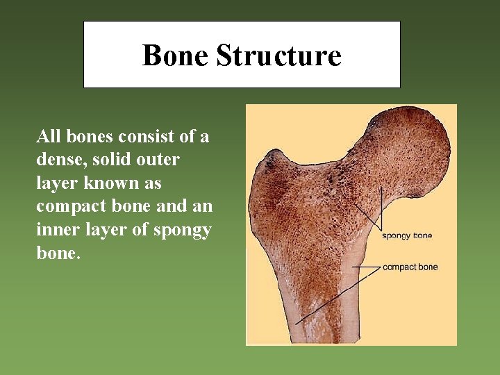 Bone Structure All bones consist of a dense, solid outer layer known as compact