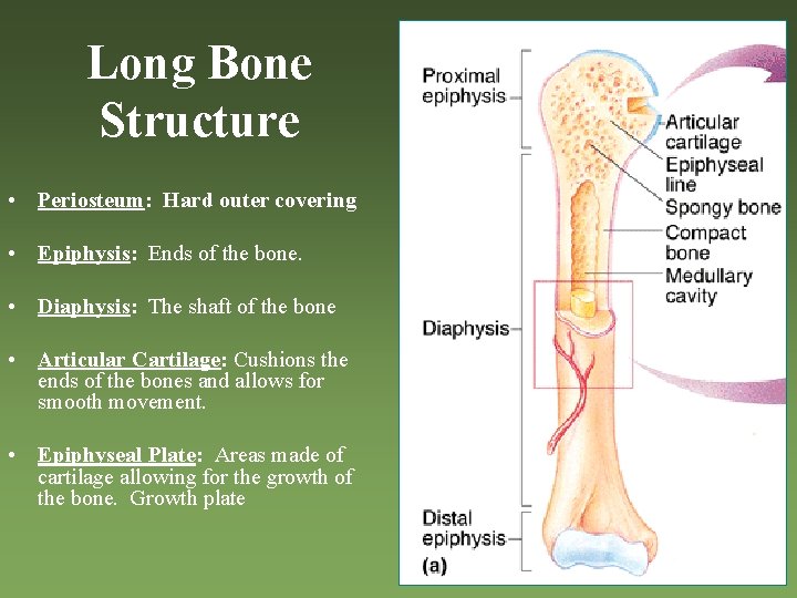 Long Bone Structure • Periosteum: Hard outer covering • Epiphysis: Ends of the bone.