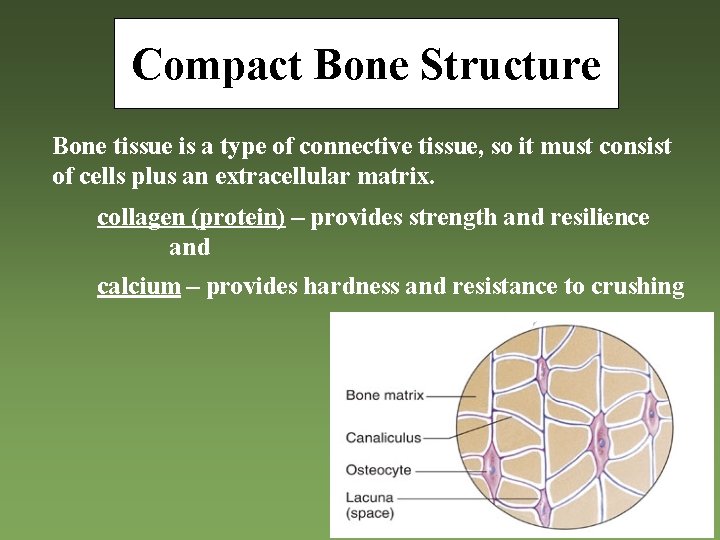 Compact Bone Structure Bone tissue is a type of connective tissue, so it must
