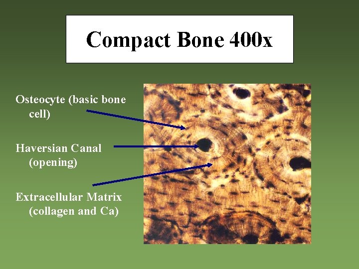 Compact Bone 400 x Osteocyte (basic bone cell) Haversian Canal (opening) Extracellular Matrix (collagen