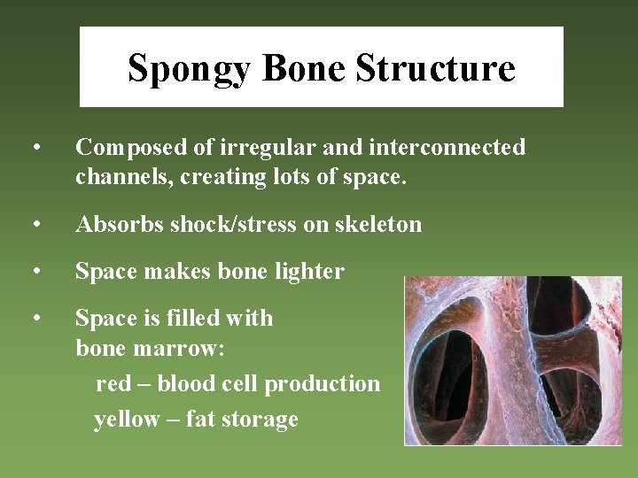 Spongy Bone Structure • Composed of irregular and interconnected channels, creating lots of space.