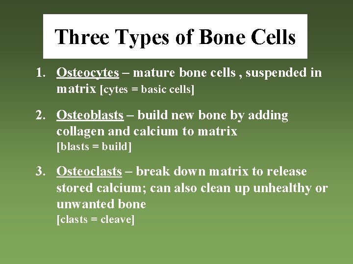Three Types of Bone Cells 1. Osteocytes – mature bone cells , suspended in