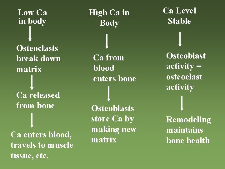 Low Ca in body Osteoclasts break down matrix Ca released from bone Ca enters