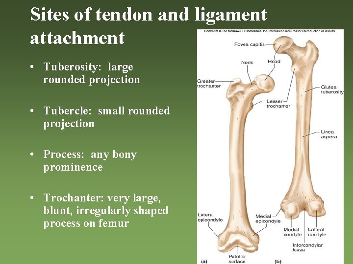 Sites of tendon and ligament attachment • Tuberosity: large rounded projection • Tubercle: small