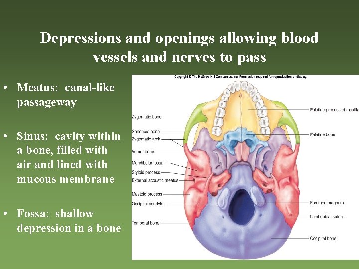 Depressions and openings allowing blood vessels and nerves to pass • Meatus: canal-like passageway