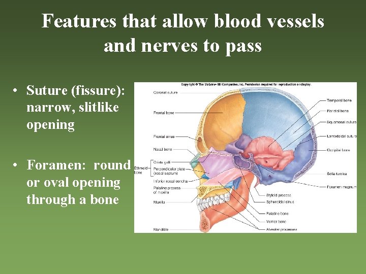 Features that allow blood vessels and nerves to pass • Suture (fissure): narrow, slitlike