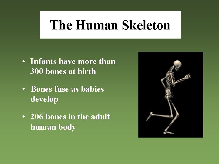 The Human Skeleton • Infants have more than 300 bones at birth • Bones