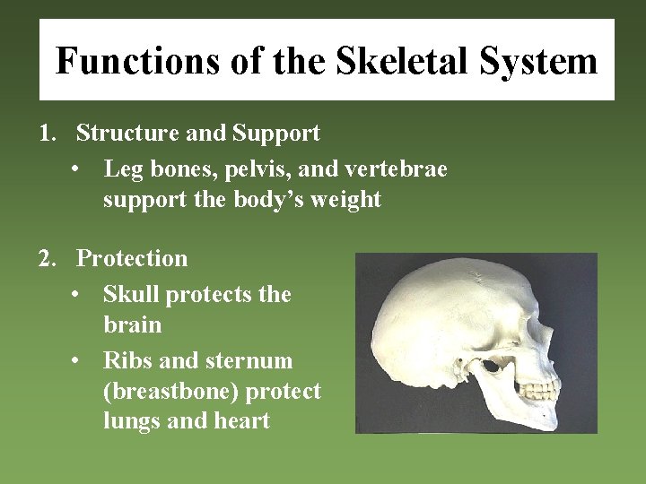 Functions of the Skeletal System 1. Structure and Support • Leg bones, pelvis, and