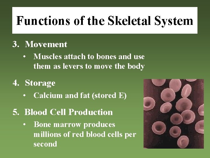 Functions of the Skeletal System 3. Movement • Muscles attach to bones and use