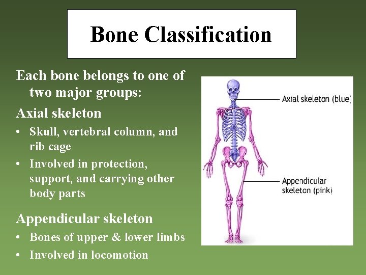 Bone Classification Each bone belongs to one of two major groups: Axial skeleton •