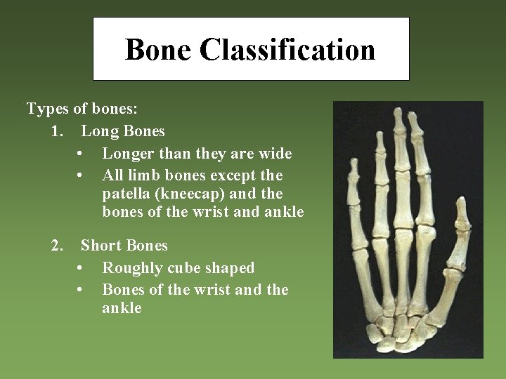 Bone Classification Types of bones: 1. Long Bones • Longer than they are wide