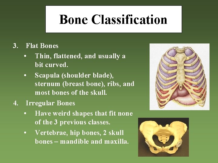 Bone Classification 3. Flat Bones • Thin, flattened, and usually a bit curved. •