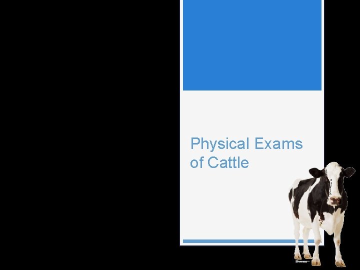 Physical Exams of Cattle Physical Exams of Cattle