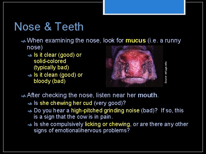 Nose & Teeth When nose) examining the nose, look for mucus (i. e. a Nose & Teeth When nose) examining the nose, look for mucus (i. e. a