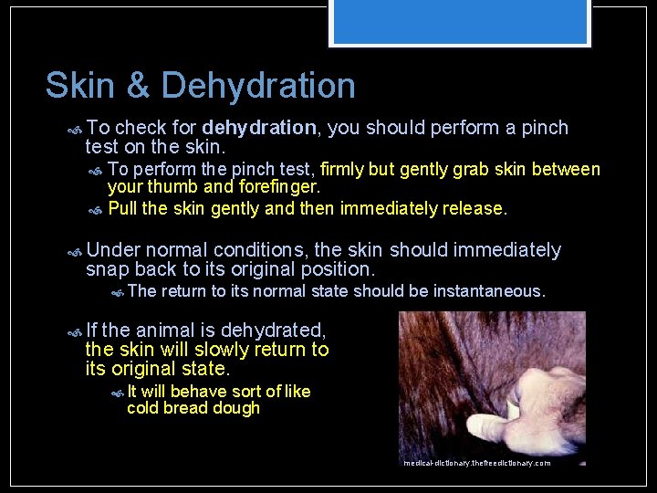 Skin & Dehydration To check for dehydration, you should perform a pinch test on Skin & Dehydration To check for dehydration, you should perform a pinch test on