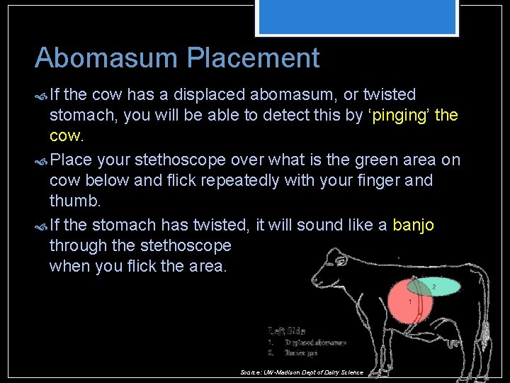 Abomasum Placement If the cow has a displaced abomasum, or twisted stomach, you will Abomasum Placement If the cow has a displaced abomasum, or twisted stomach, you will
