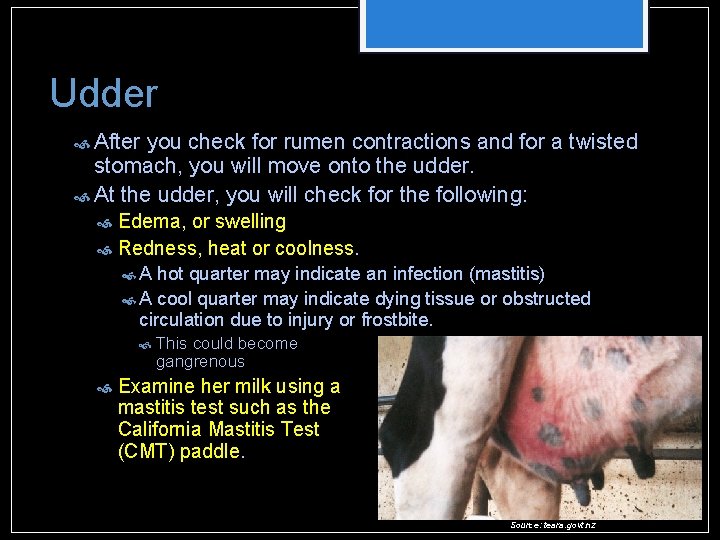 Udder After you check for rumen contractions and for a twisted stomach, you will Udder After you check for rumen contractions and for a twisted stomach, you will