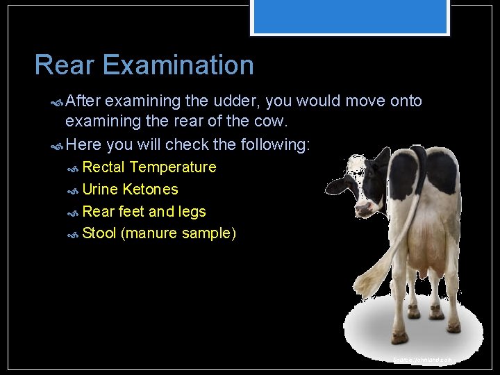Rear Examination After examining the udder, you would move onto examining the rear of Rear Examination After examining the udder, you would move onto examining the rear of