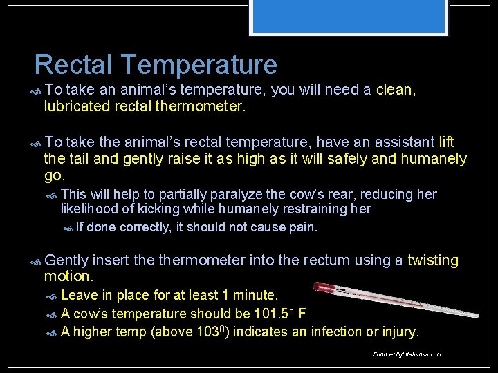 Rectal Temperature To take an animal’s temperature, you will need a clean, lubricated rectal Rectal Temperature To take an animal’s temperature, you will need a clean, lubricated rectal