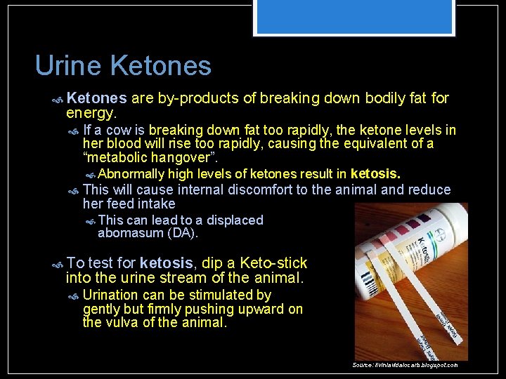 Urine Ketones energy. are by-products of breaking down bodily fat for If a cow Urine Ketones energy. are by-products of breaking down bodily fat for If a cow